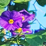 紫色の花の写真